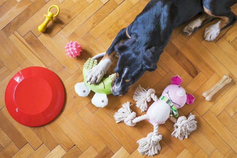 Perro eligiendo juguetes para morder y un hueso sobre un suelo de madera clara