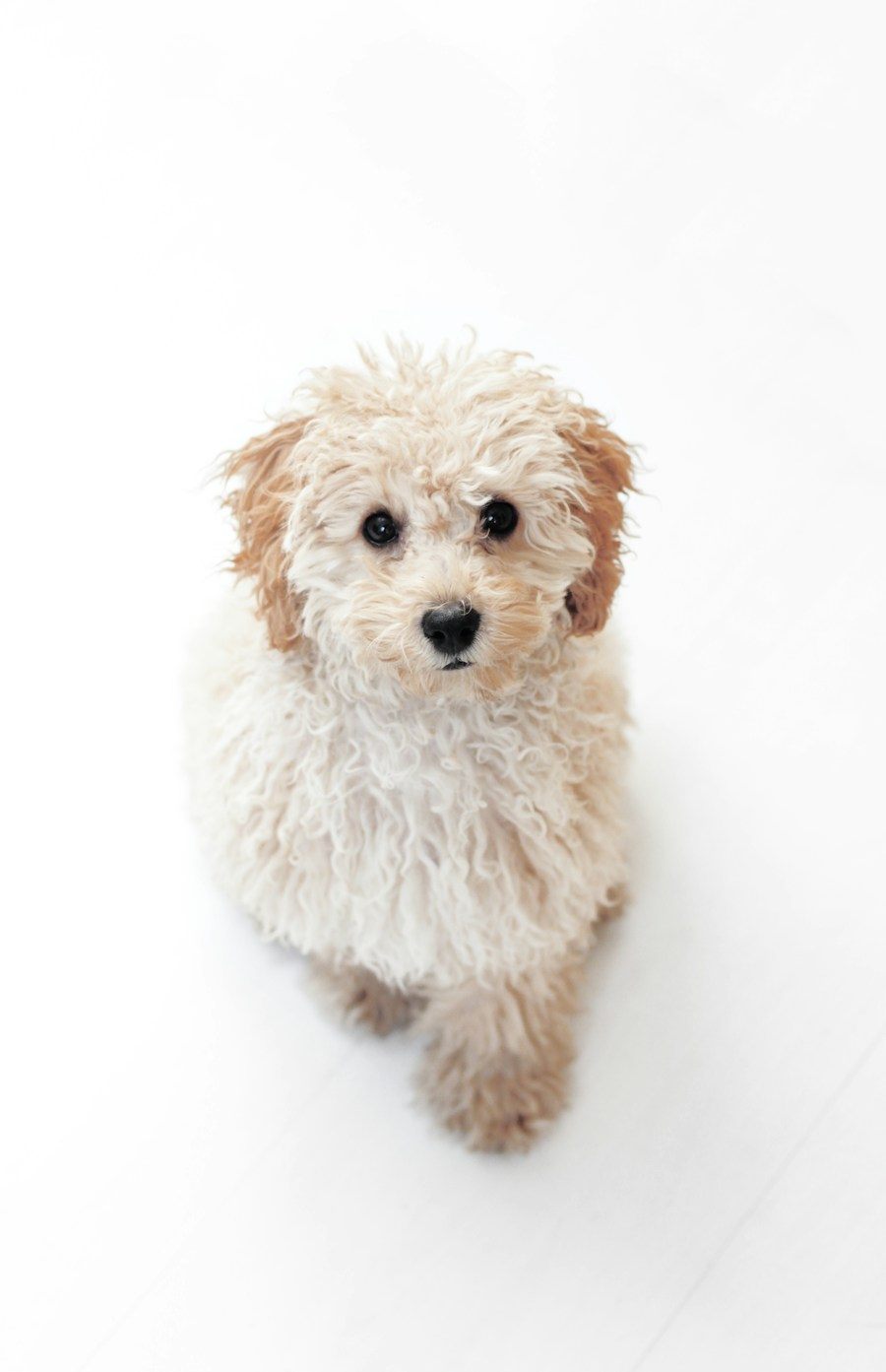 Cachorro de tonos crema fotografiado sobre fondo blanco de estudio