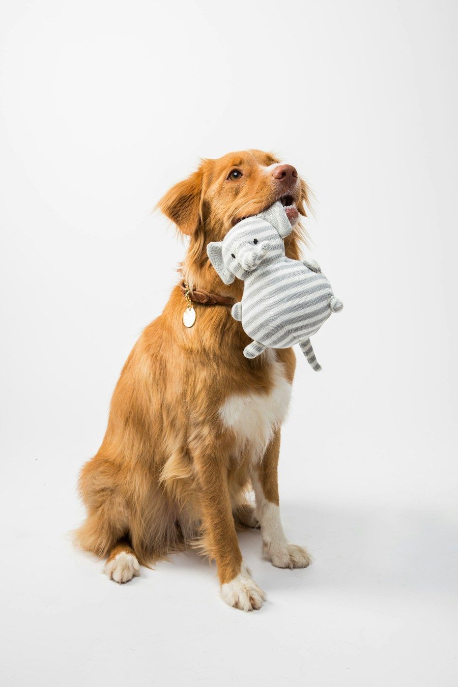 Perro sosteniendo un juguete de peluche sobre fondo blanco